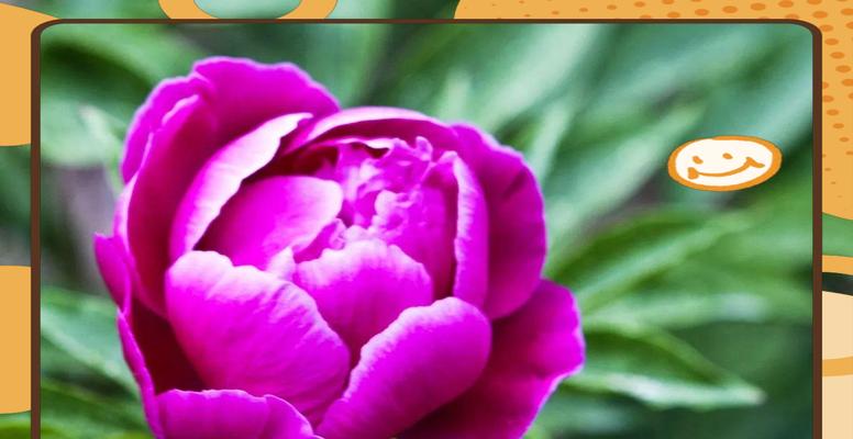 紫色牡丹花的花语是什么？它有何寓意？