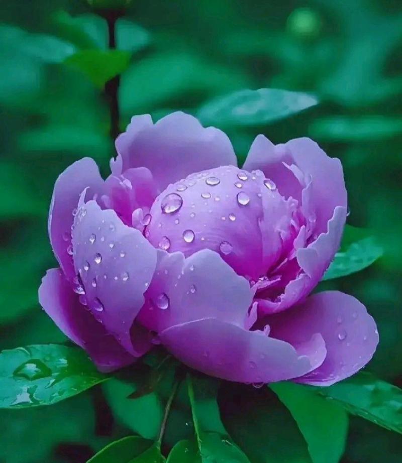 紫色牡丹花的花语是什么？它有何寓意？