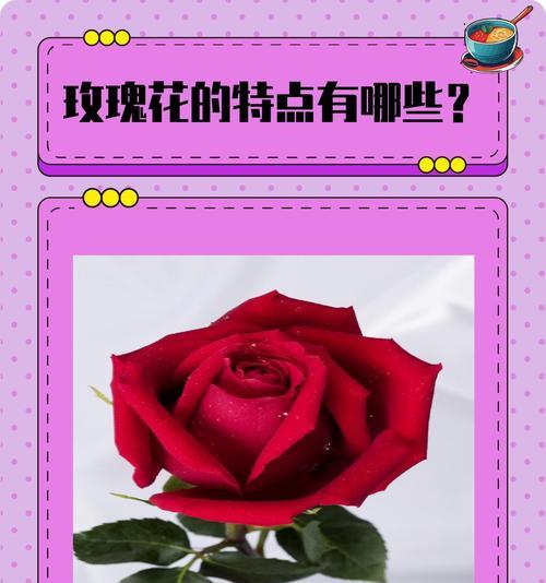 哪些粉色花寓意爱情？粉色花代表爱的有哪些？