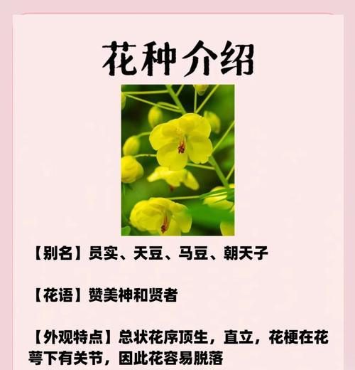 云彩颜色的花寓意着什么？如何选择？