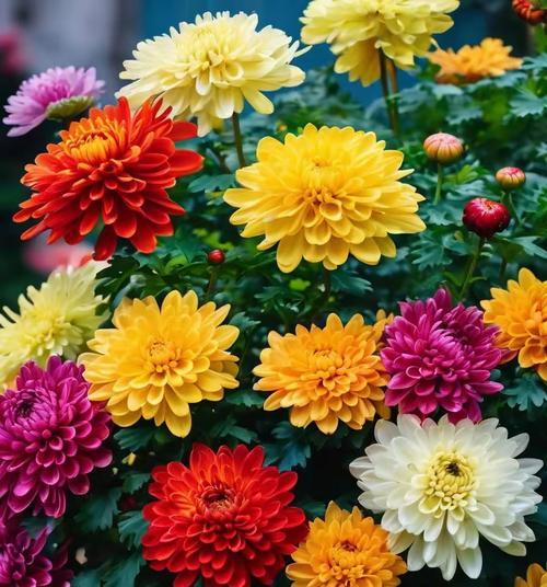 云彩颜色的花寓意着什么？如何选择？