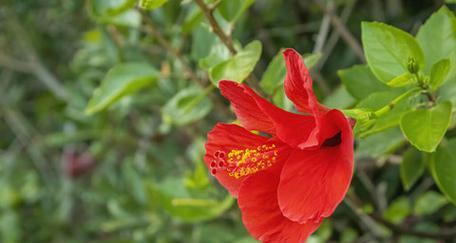 红色木槿花代表什么意义？红色木槿花的寓意是什么？