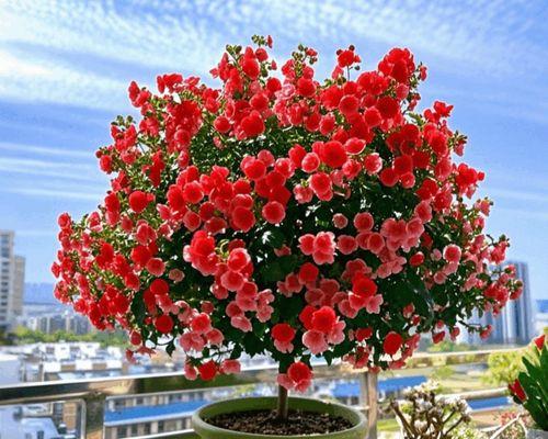 红色木槿花代表什么意义？红色木槿花的寓意是什么？
