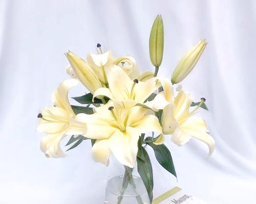 春节摆百合花的寓意是什么？百合花在春节文化中扮演什么角色？