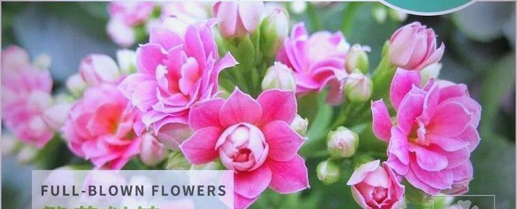 火星长寿花的花语是什么？