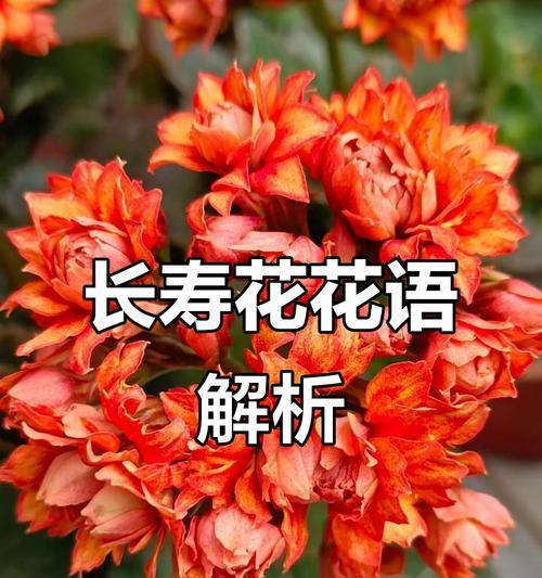 火星长寿花的花语是什么？