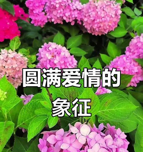 哪些花象征爱情的光芒？