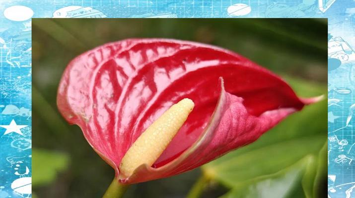 西方文化中哪些花象征不祥？不祥之花的寓意是什么？