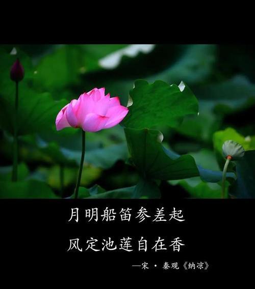 荷花为何象征爱情？荷花的花语是什么？