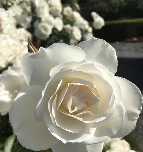 送死者手捧花时应选择哪些寓意的花？它们代表了什么？