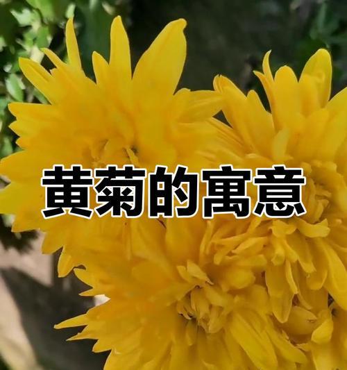 黄色雏菊的寓意是什么？