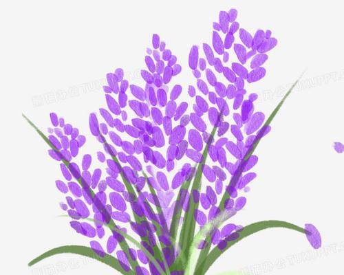 紫色薰衣草代表什么？如何用在花艺设计中？