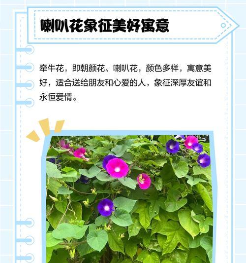 哪种花卉代表爱情？花卉花语中爱情的象征是什么？