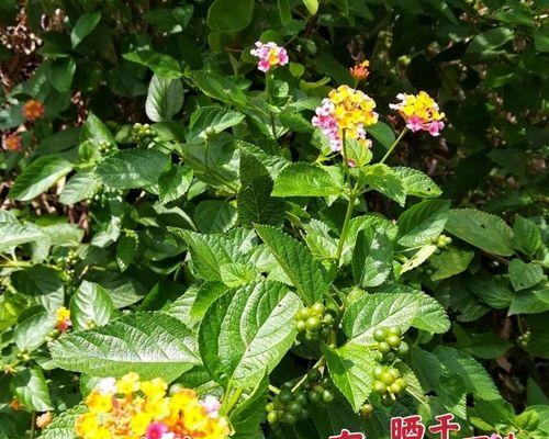 五色花和七色花的寓意是什么？