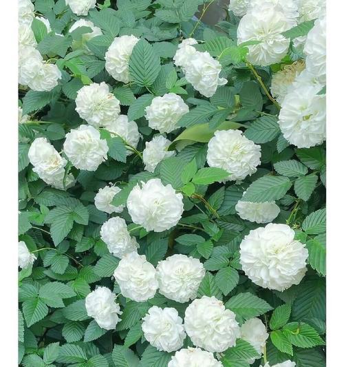 花象征富贵的成语有哪些？富贵花语的成语是什么？