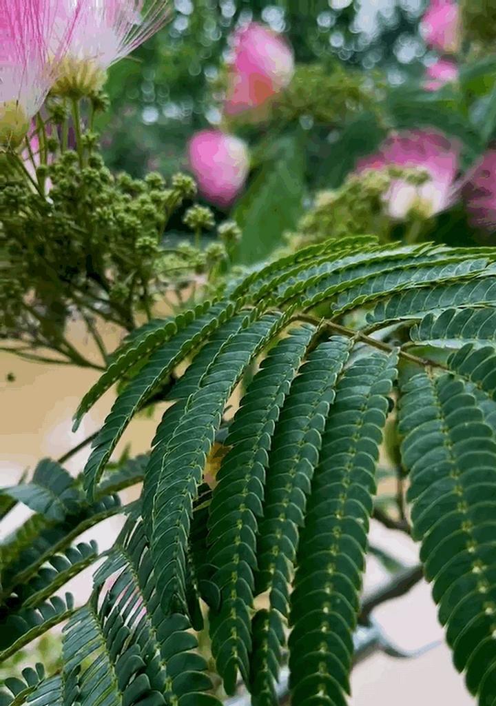 黄色夜合花的寓意是什么？夜合花有哪些特别的含义？