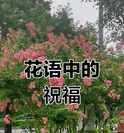 哪种花象征快乐和热烈？它的花语是什么？