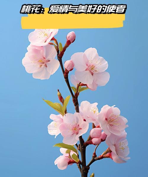 什么花象征希望和幸福的爱情？