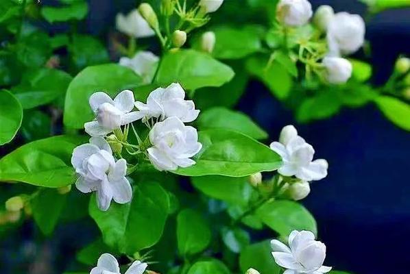 染色花有什么特别寓意？染色花象征意义是什么684