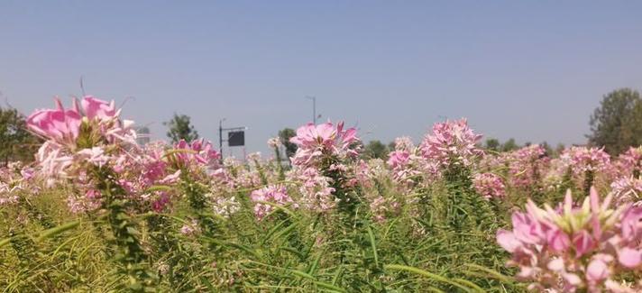 吉庆花语老街有什么特别之处？其花语代表什么？