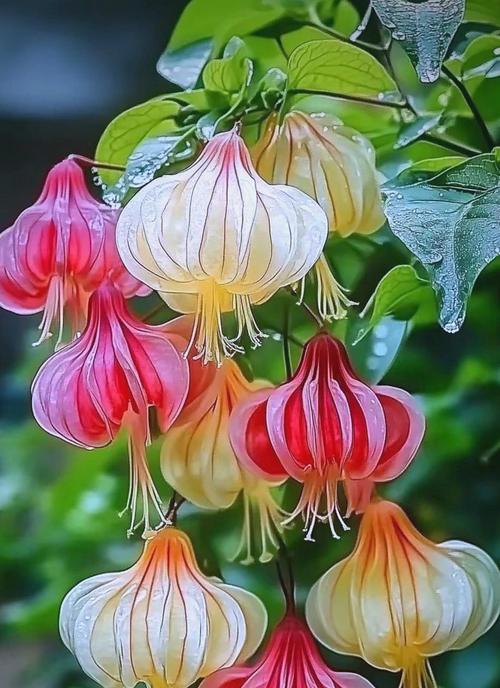 中秋节灯笼花有何寓意？灯笼花在中秋的意义是什么？