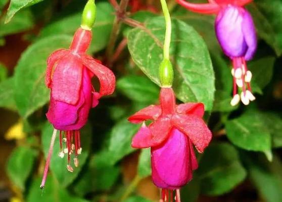 中秋节灯笼花有何寓意？灯笼花在中秋的意义是什么？