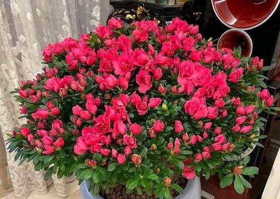 象征吉祥的花叫做什么？