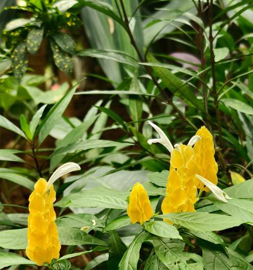 暖色花的花语是什么？暖色向花语有哪些？