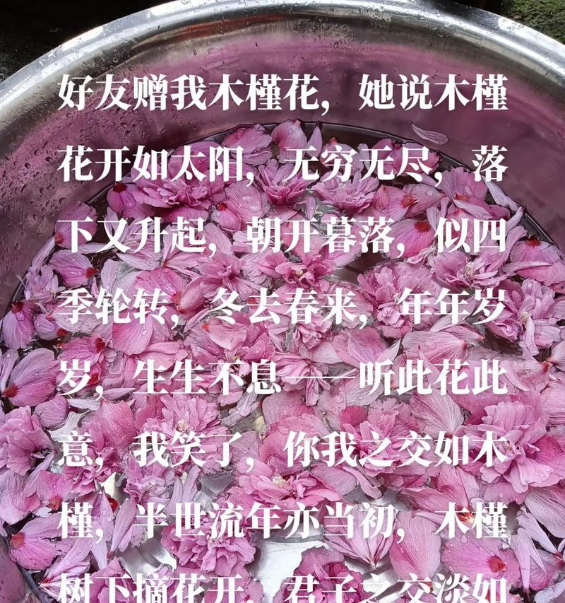 木槿花代表的爱情意义是什么？