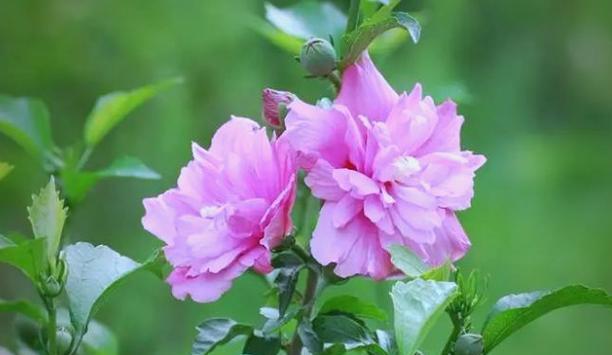 木槿花代表的爱情意义是什么？