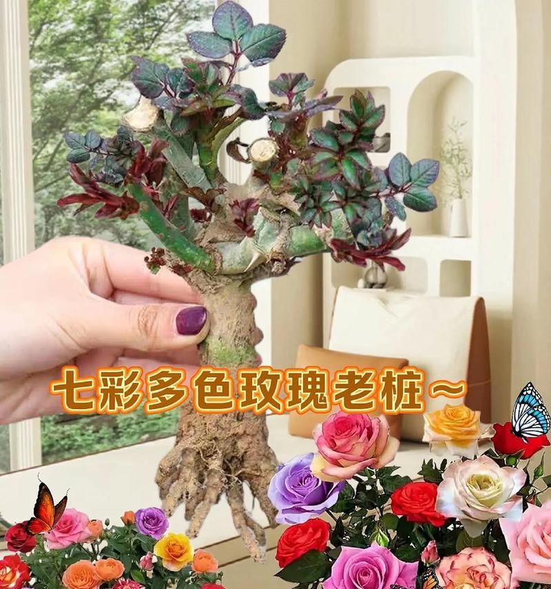 多色玫瑰花代表什么？七八种颜色玫瑰花的寓意是什么？