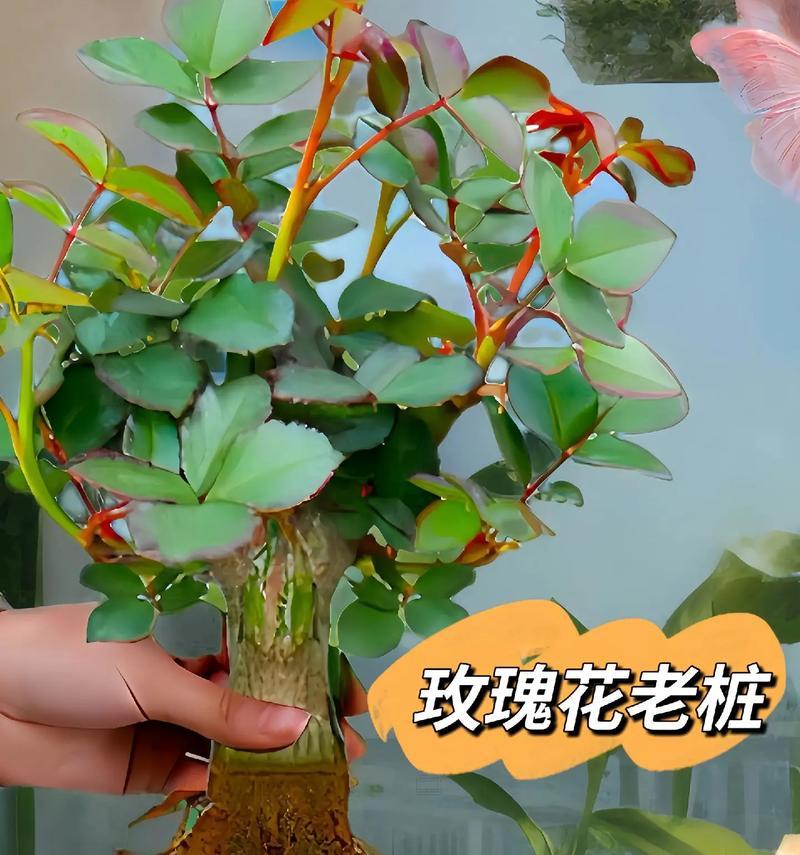 多色玫瑰花代表什么？七八种颜色玫瑰花的寓意是什么？