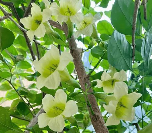 哪种花象征财富和健康？财富和健康的花语是什么？