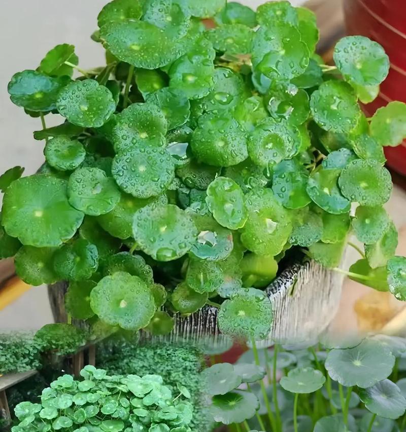 哪种花象征财富和健康？财富和健康的花语是什么？
