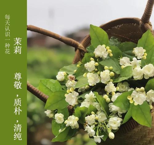 茉莉花在文化中承载了哪些寓意？