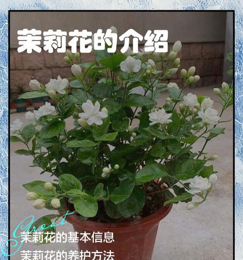 茉莉花在文化中承载了哪些寓意？