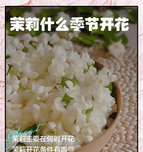 茉莉花在文化中承载了哪些寓意？