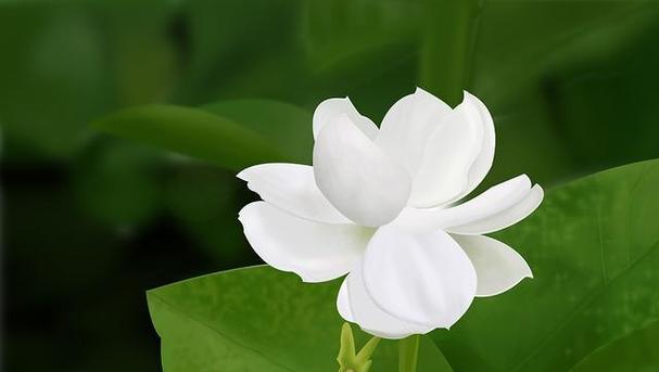 重阳节适合送什么花？花的象征意义是什么？
