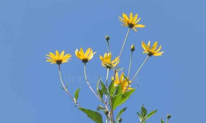 蓝黄色的花象征着什么？