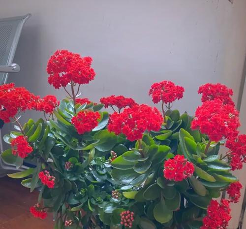 关于花的吉祥寓意有哪些？如何挑选吉祥的花卉？