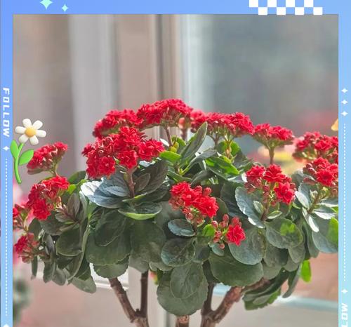 长寿花快繁的意义是什么？如何进行长寿花的快速繁殖？
