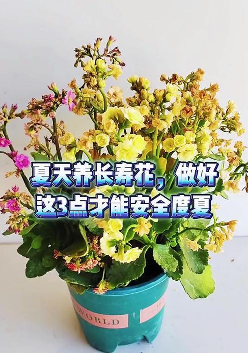 长寿花快繁的意义是什么？如何进行长寿花的快速繁殖？