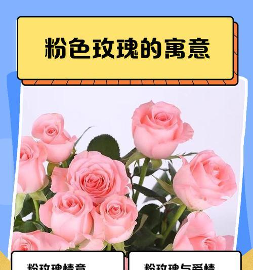 玫瑰花各个颜色的寓意是什么？玫瑰花颜色的含义有哪些？