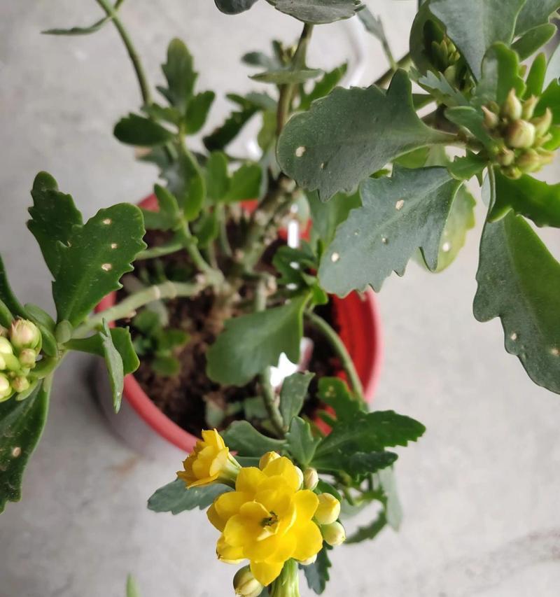 哪种黄色花的寓意最为吉祥？