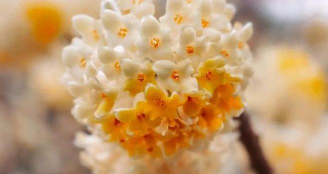 哪种黄色花的寓意最为吉祥？
