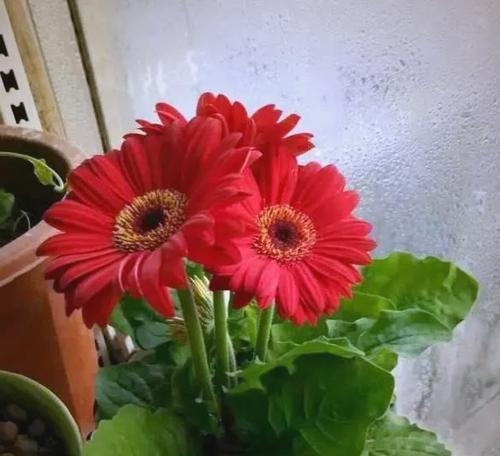 扶郎花有哪些颜色？不同颜色扶郎花的寓意分别是什么？