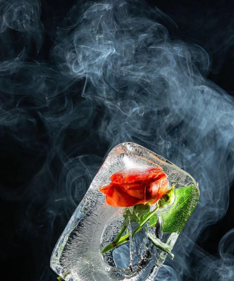 西方寓意爱情的花有哪些？它们各自代表了什么意义？