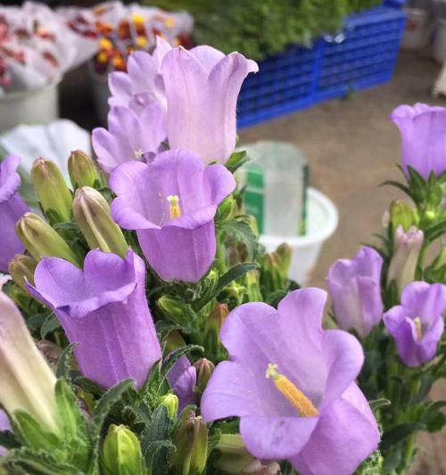 紫色风铃花的花语是什么？紫色风铃花代表什么？