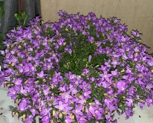 紫色风铃花的花语是什么？紫色风铃花代表什么？