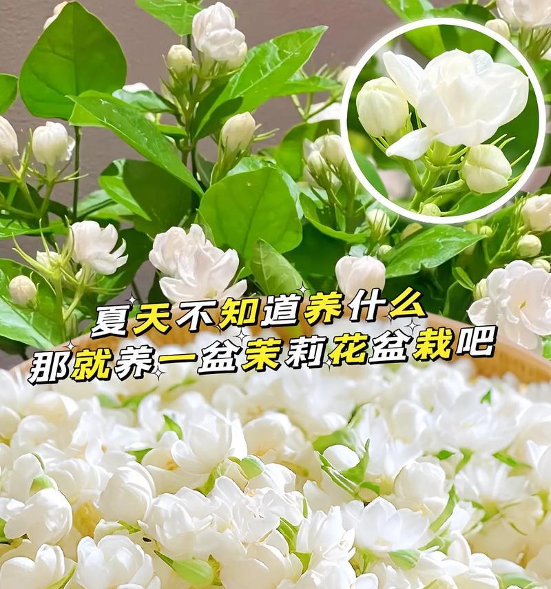 茉莉花的文化内涵是什么？象征意义有哪些？